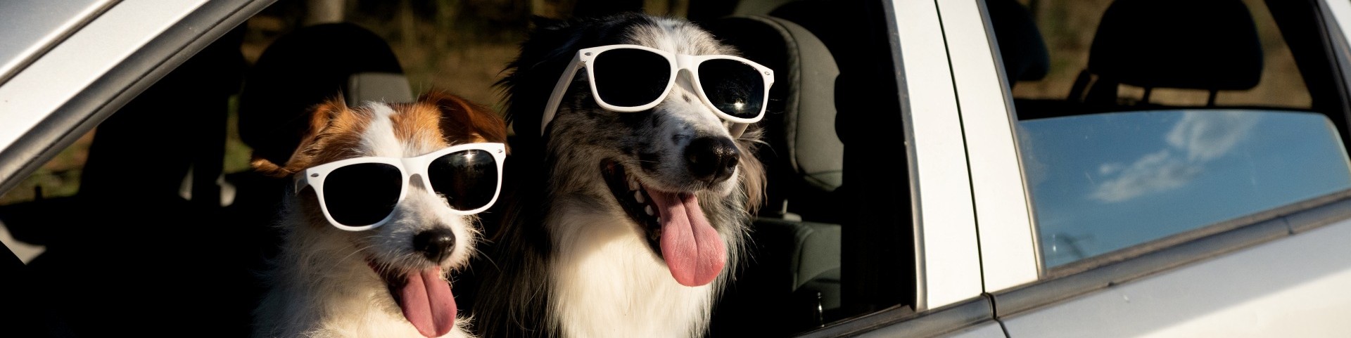 Hond mee op vakantie